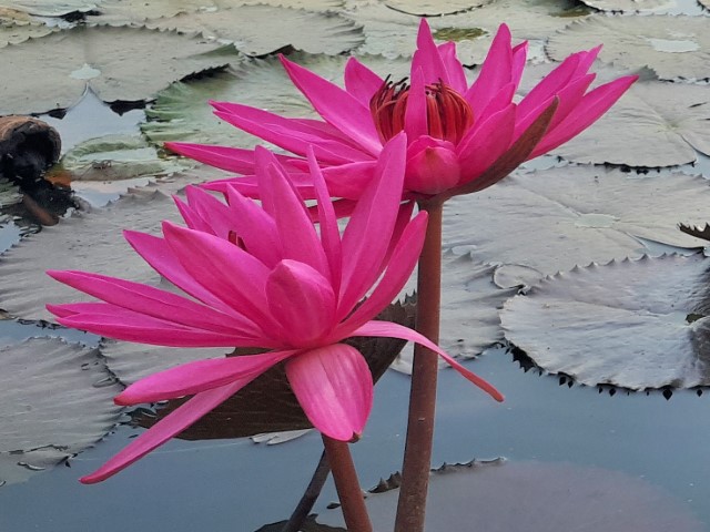 Pink lotus flower coming out of pond